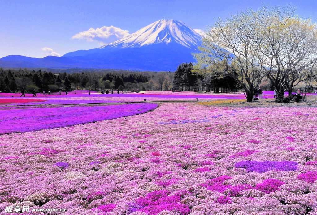 富士山