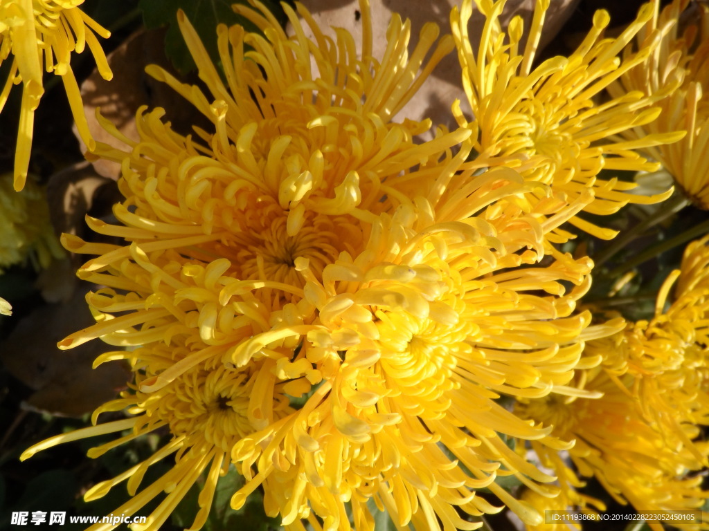 菊花