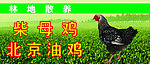 母鸡海报