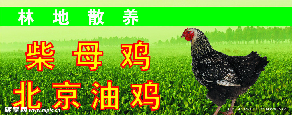 母鸡海报