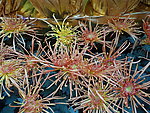 金秋菊