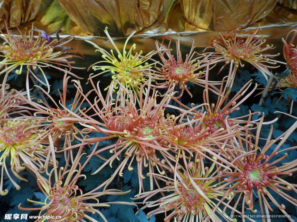 金秋菊