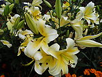 百合