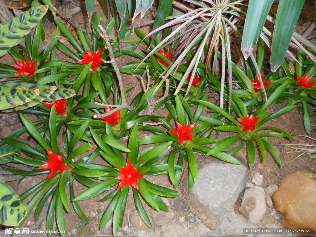 花卉