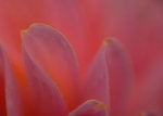 花瓣