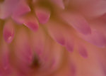 花瓣