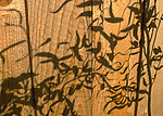 木纹