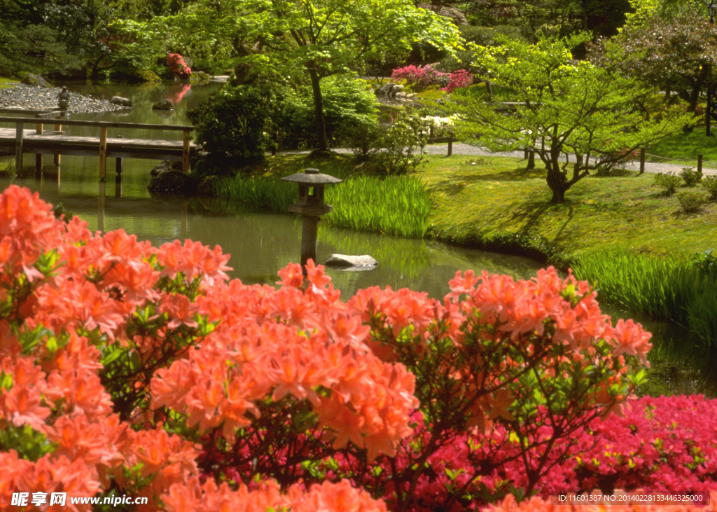 橙色花卉