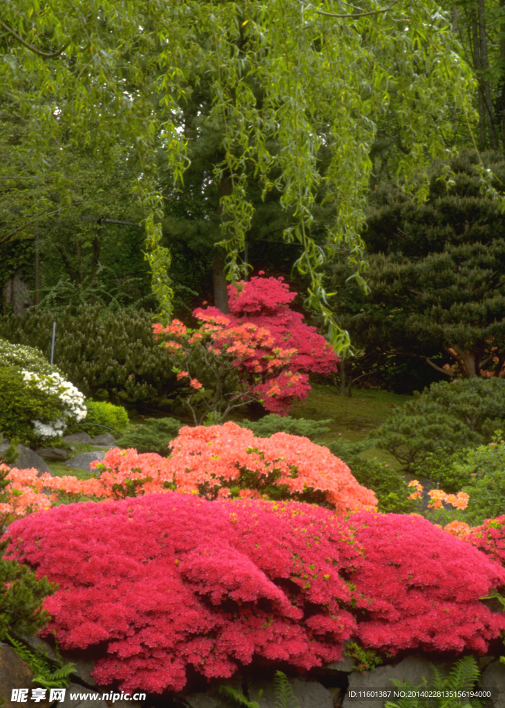 红色花卉