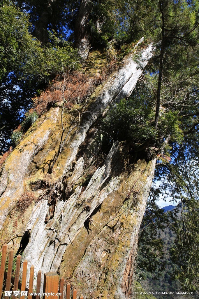 阿里山神木