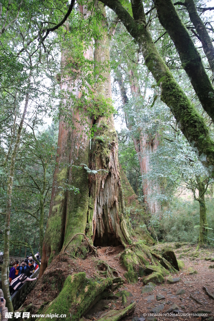 阿里山神木