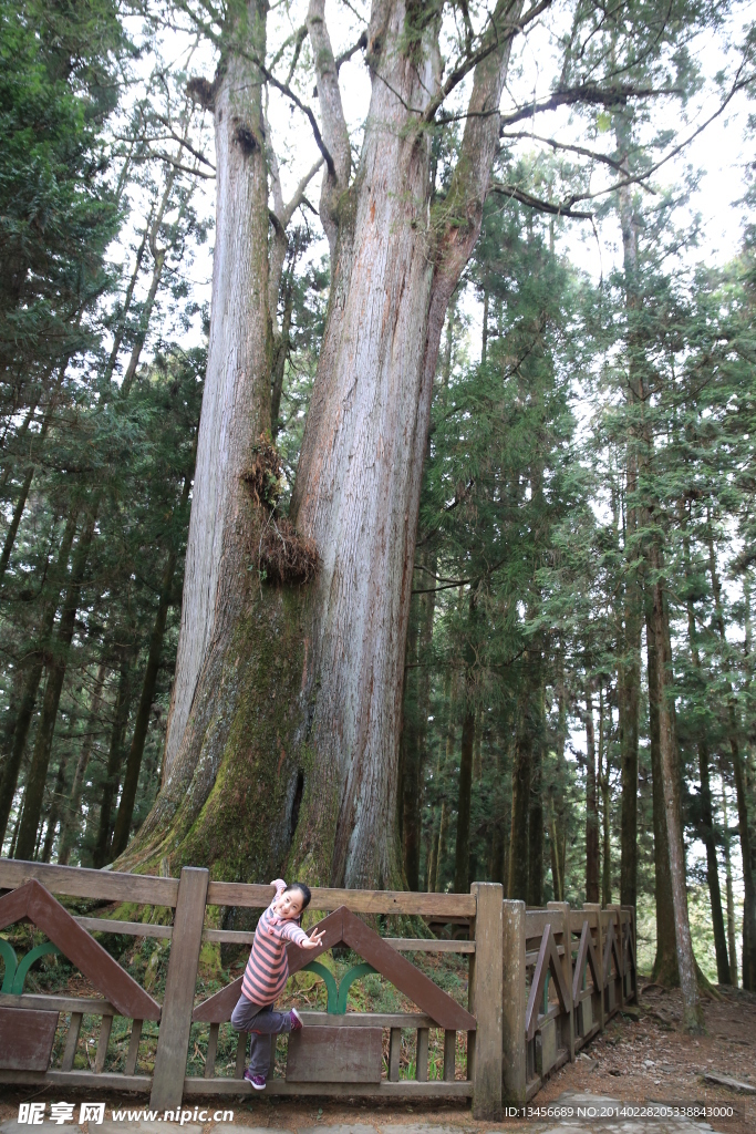 阿里山神木