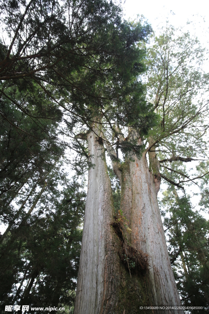 阿里山神木