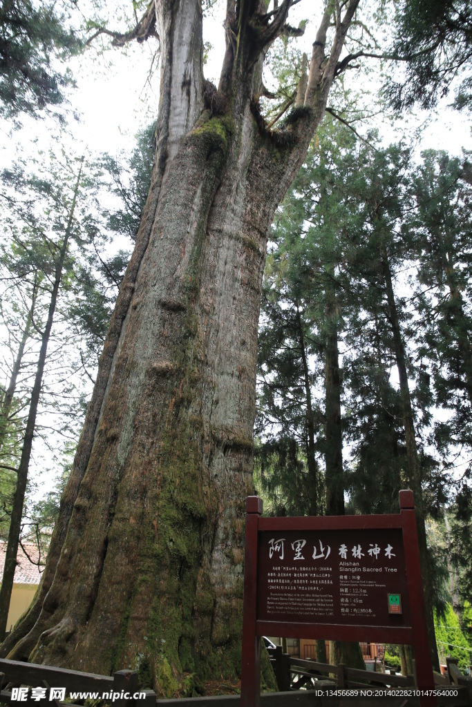 阿里山神木