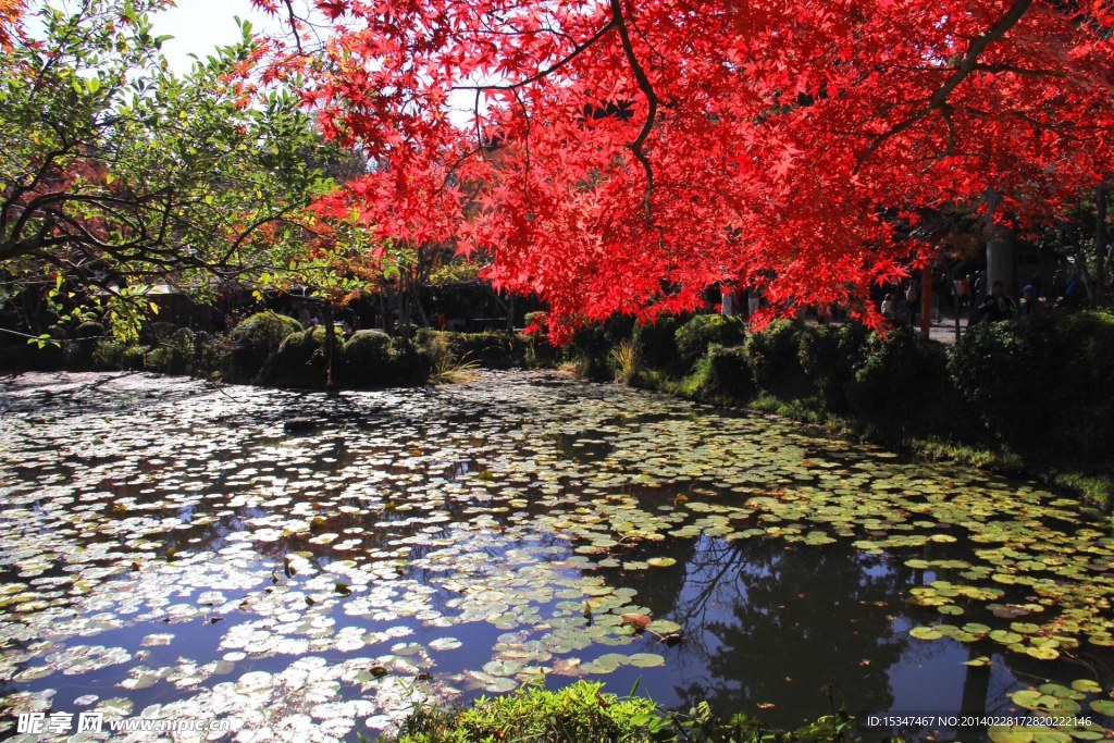 枫叶湖水