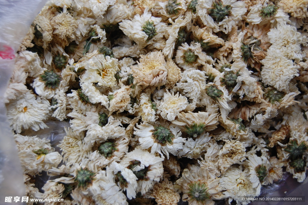 白菊花