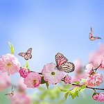 鲜花蝴蝶