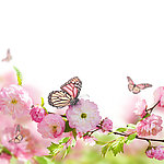鲜花蝴蝶