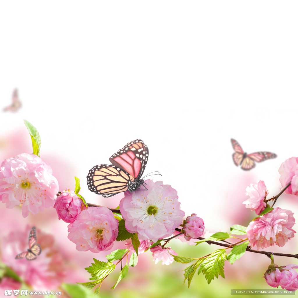 鲜花蝴蝶