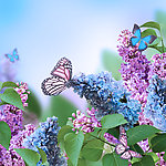 鲜花蝴蝶