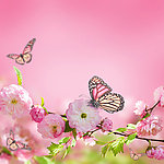 鲜花蝴蝶