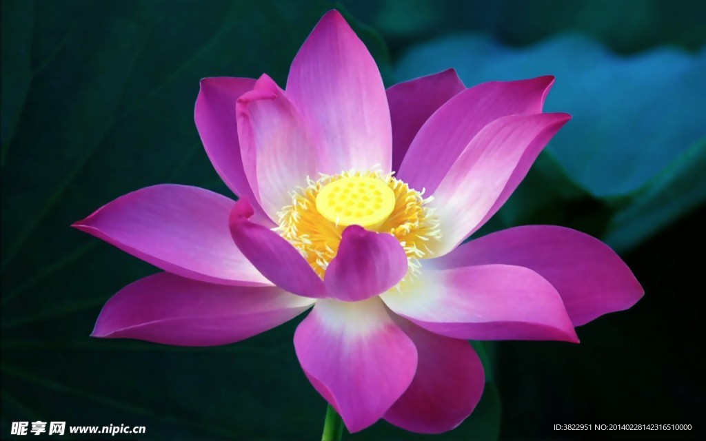 荷花