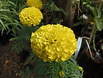 孔雀草