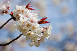 樱桃花