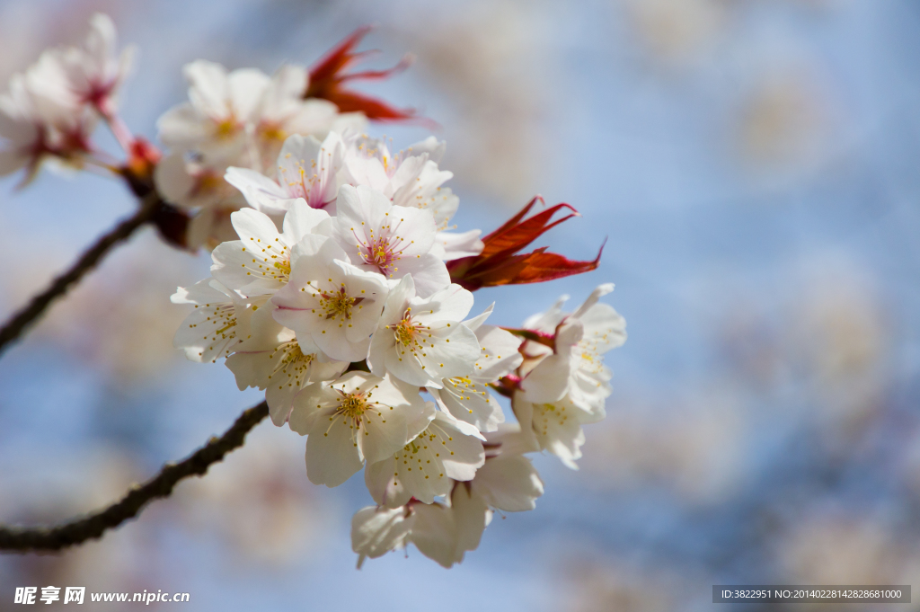 樱桃花