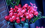玫瑰花