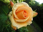 玫瑰花