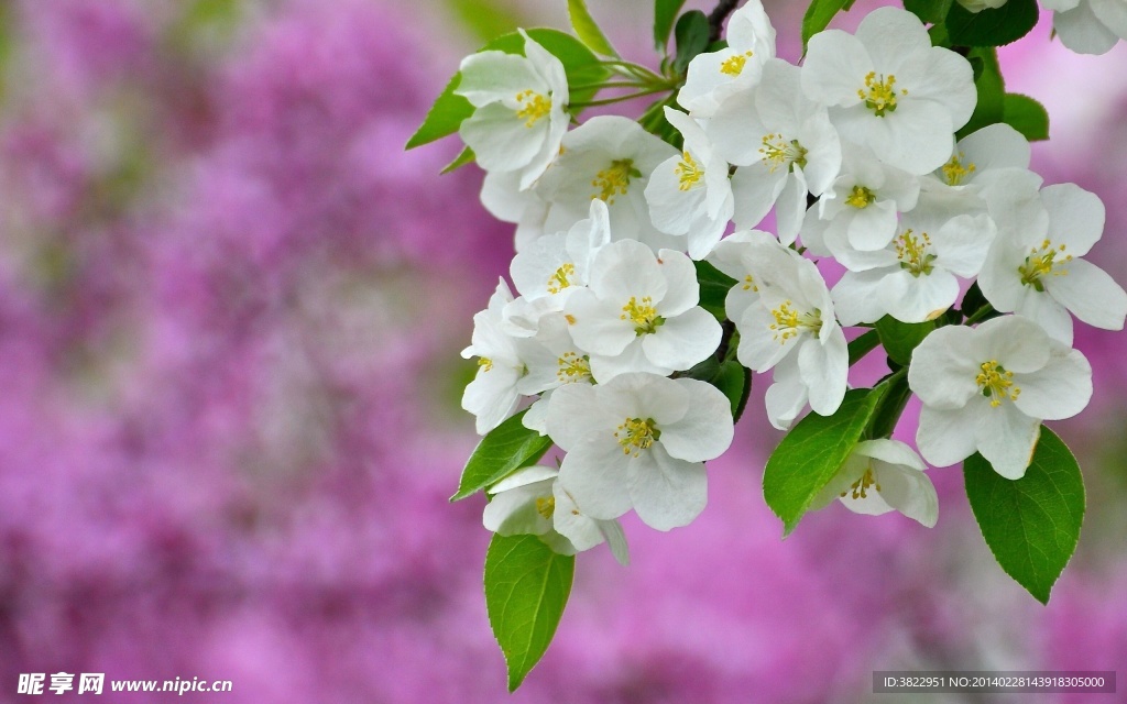 桃花