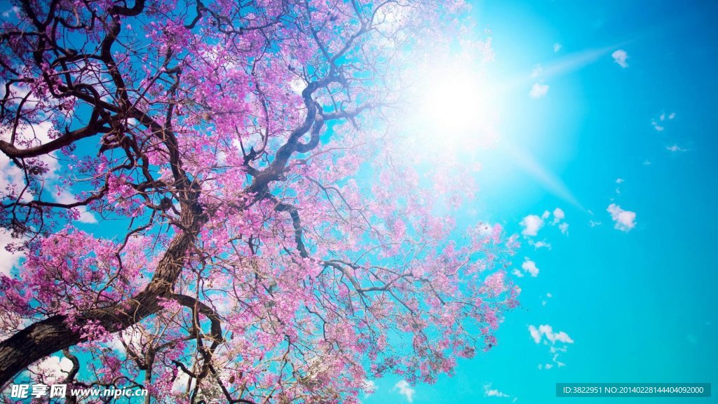樱花