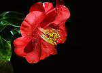 月季花