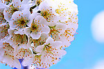 梨花