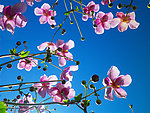 玉兰花
