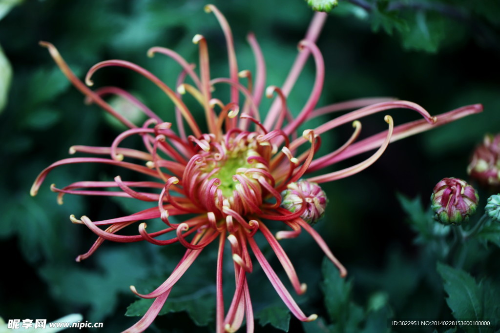 菊花