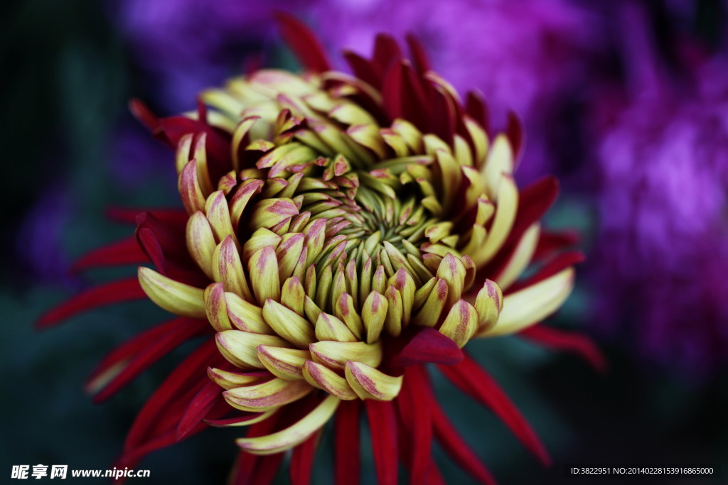 菊花