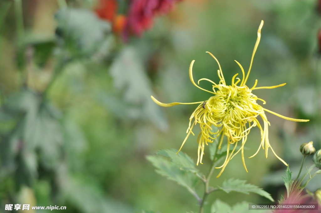 菊花