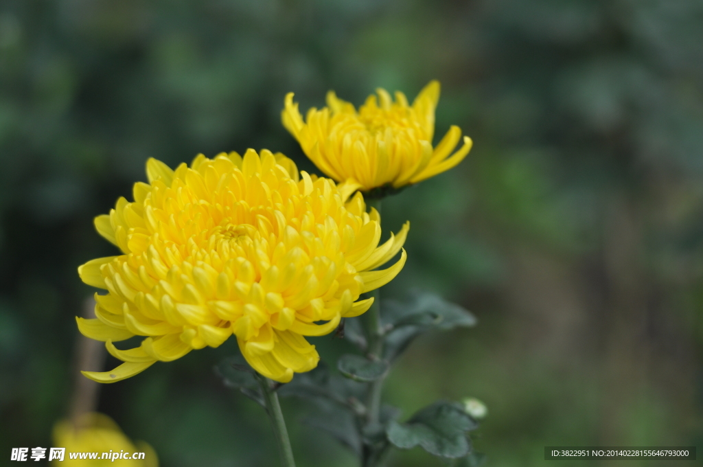 菊花