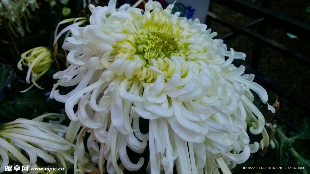 菊花