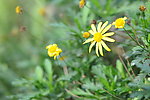 小野菊