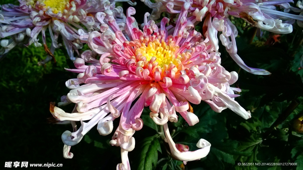 菊花
