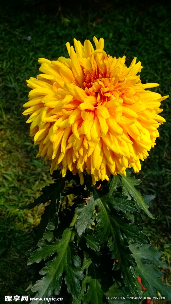 菊花