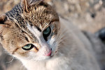 宠物猫