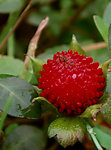 野草莓