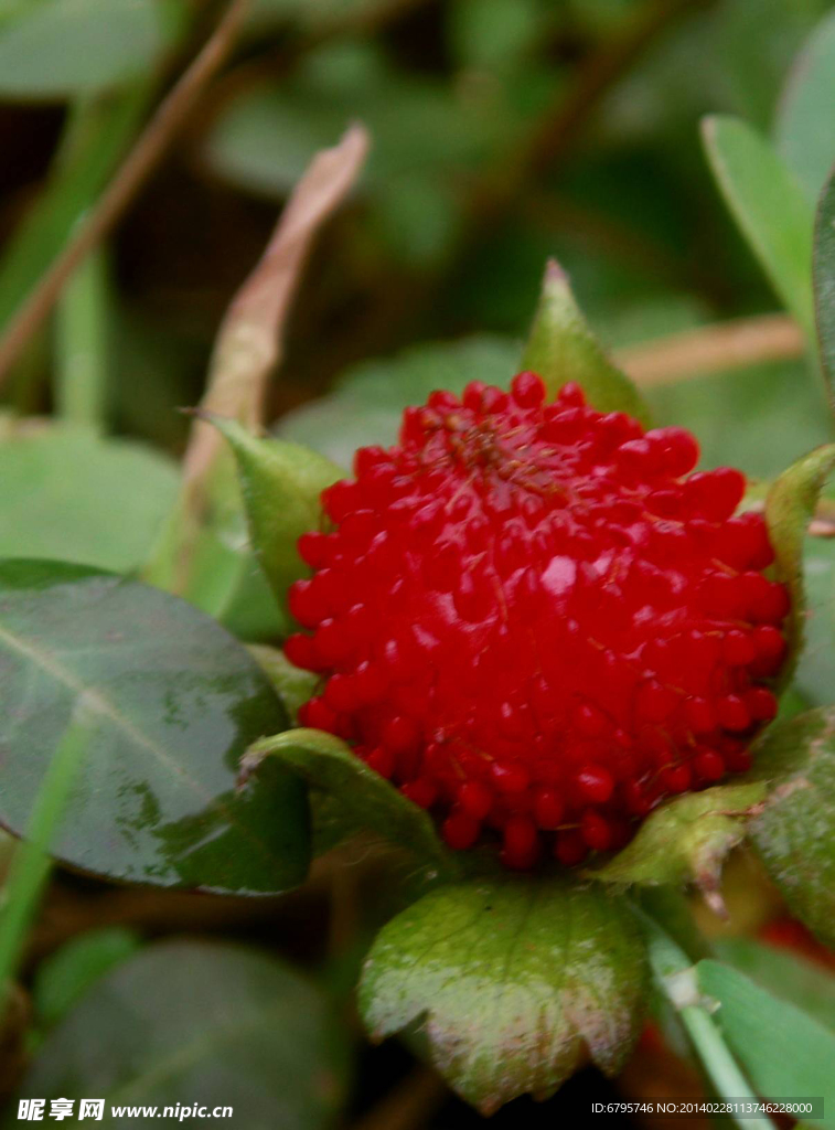 野草莓