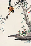 青蛙伯劳