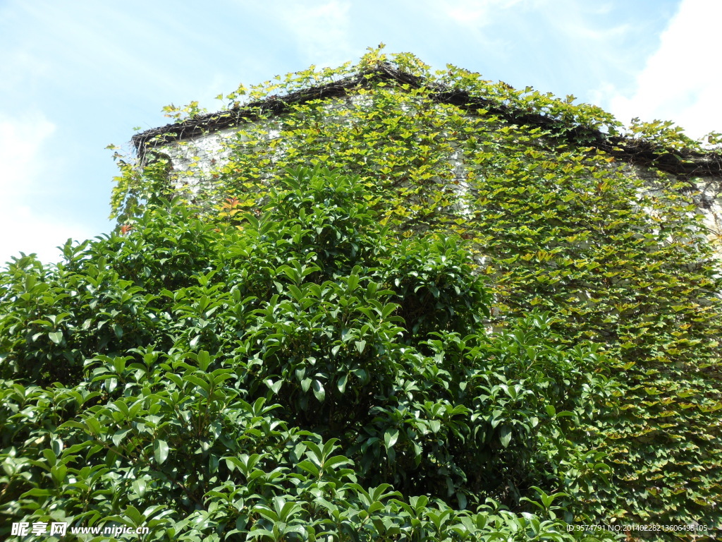 乌镇旅游