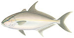 ALMACO插孔